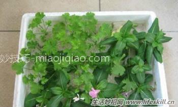 100%成活率的花卉插扦方法