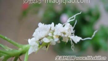 100%成活率的花卉插扦方法