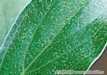 多肉植物病虫害防治小对策