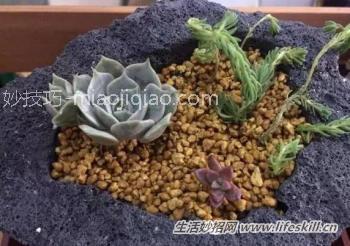 自制多肉植物的器皿